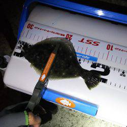 谷川でアジング