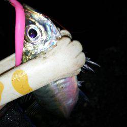 友人とアジングメバリング