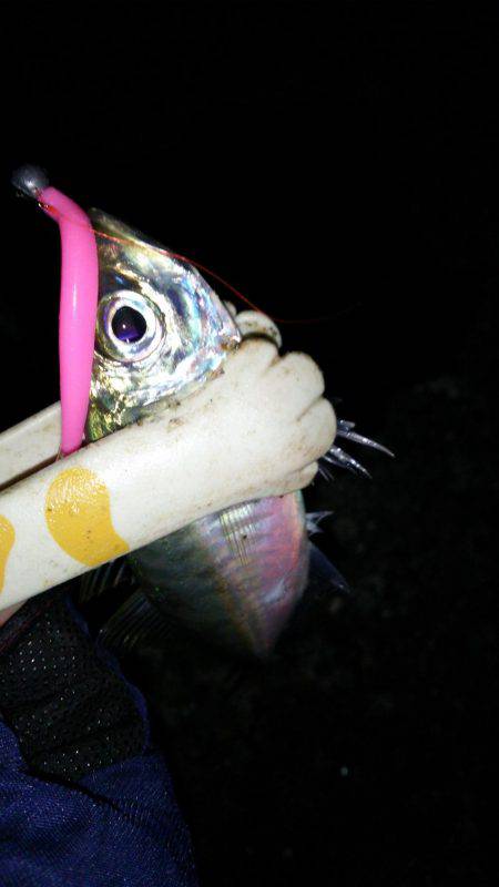 友人とアジングメバリング