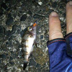 オジサン２人でメリーツリシマス(笑)