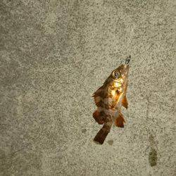 ロックフィッシュ調査