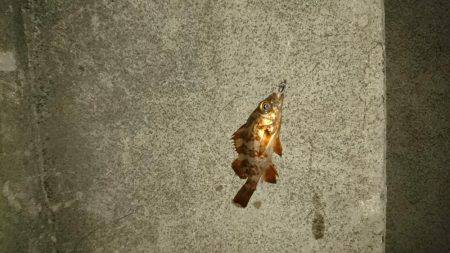 ロックフィッシュ調査