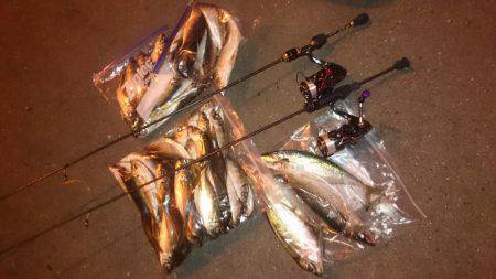 アジング釣行記