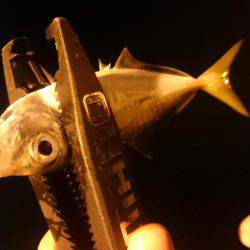 今週もアジング