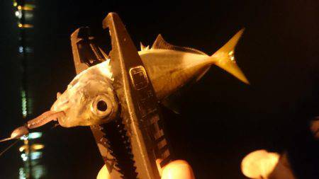 今週もアジング