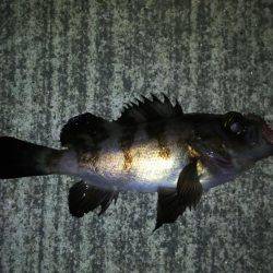 久しぶりのウキ釣り