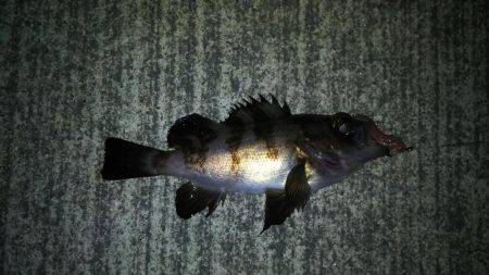 久しぶりのウキ釣り