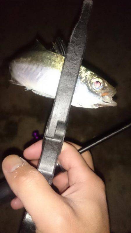 アジング釣行記