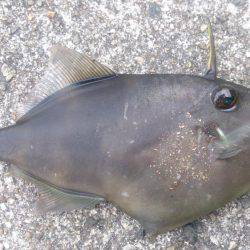今年最後の釣り