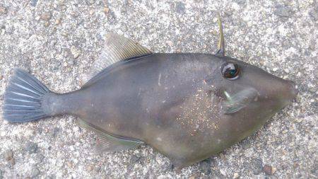今年最後の釣り