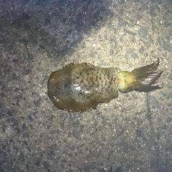 未熟なヤエン師 Lv.1