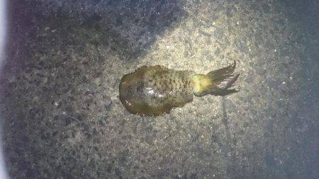 未熟なヤエン師 Lv.1