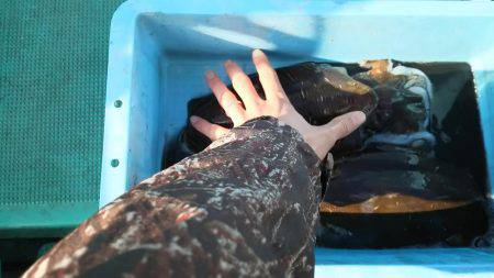 紋甲イカ&金フグ