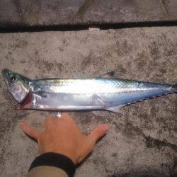 ベイトは極小イワシ