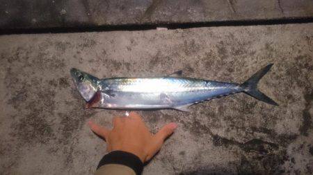 ベイトは極小イワシ