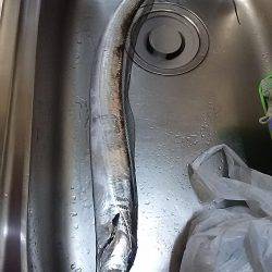 朝は春木ベランダで夜はとっとパークでタチウオ