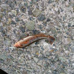 丸石港で雑魚釣り