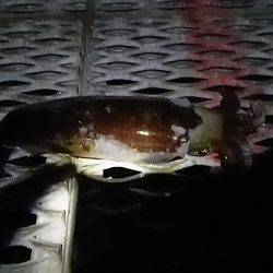 アジの泳がせ釣りでアオリイカ2杯GET