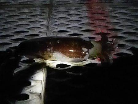 アジの泳がせ釣りでアオリイカ2杯GET
