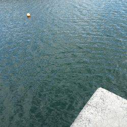 井口港でちょい投げに良型キス