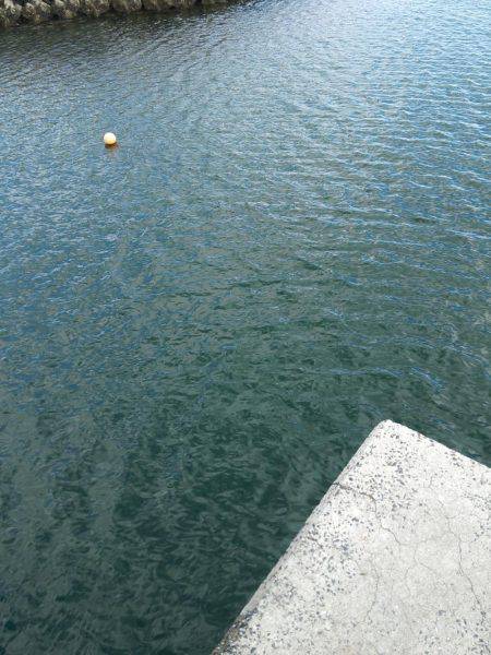 井口港でちょい投げに良型キス