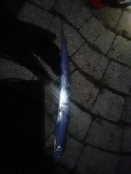 春木ベランダでタチウオ&ガシラ