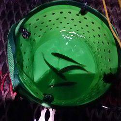 小アジ夕方じあいに入れ食い