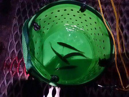 小アジ夕方じあいに入れ食い