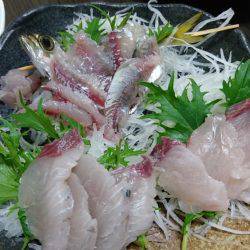 まだまだ青物狙い！