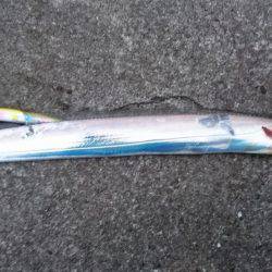 朝マヅメ、ミノーでタチウオ