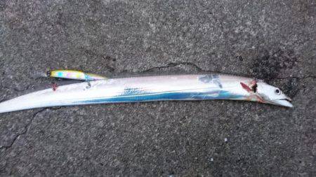 朝マヅメ、ミノーでタチウオ