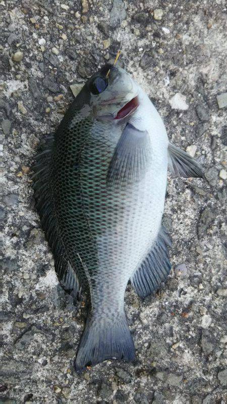 日中にまったりと