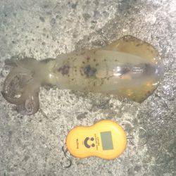 デカイアオリイカ狙いで行って来ました。