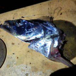 今シーズン最大111センチ。