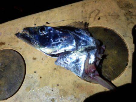 今シーズン最大111センチ。