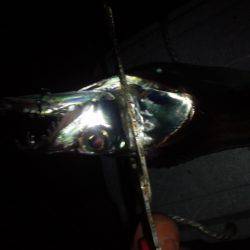 クリスマス釣行…