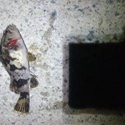 久しぶりにロック。