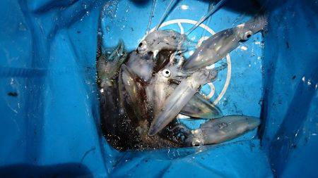 ヒイカエギング