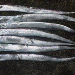 久しぶりに釣りに