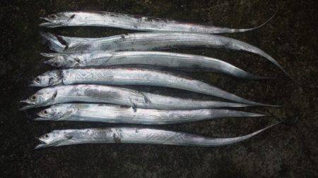 久しぶりに釣りに