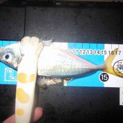 翌晩のプラクティスに試し釣り♪