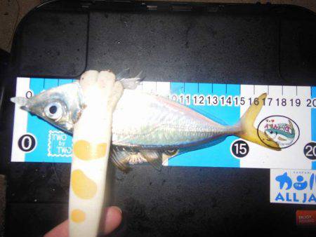 翌晩のプラクティスに試し釣り♪