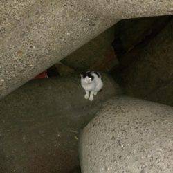 ロックフィッシュ調査