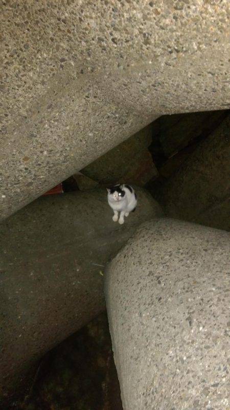 ロックフィッシュ調査