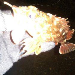 ロックフィッシュ調査