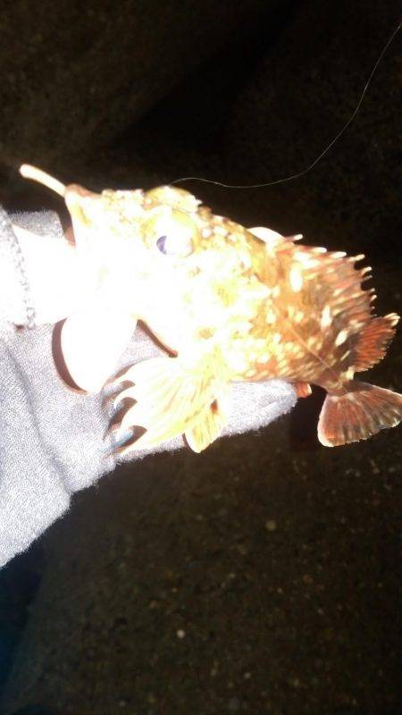 ロックフィッシュ調査