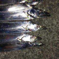 今季一番の釣果