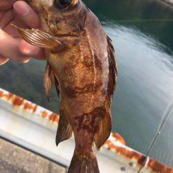 ライトロック!!!