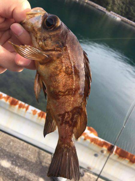 ライトロック!!!