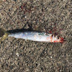 マイクロジグでの五目釣り。